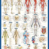 Anatomy Laminated Poster