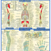 Anatomy 2